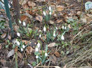 Snowdrops (2013, February 25)