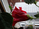 25 febr 2013-flori 054