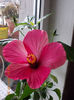 26 febr 2013-flori 003