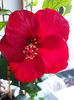 26 febr 2013-flori 004