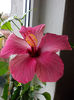 26 febr 2013-flori 010