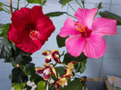 26 febr 2013-flori 018