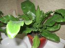 Asplenium