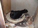 POZE DECEMBRIE 2012 557