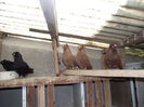 POZE DECEMBRIE 2012 550