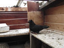 POZE DECEMBRIE 2012 578