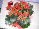 kalanchoe rosu