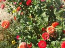 DSCF6285