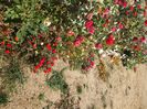 DSCF6349