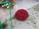 DSCF6465