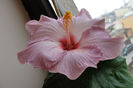 hibiscus Katlyn Jane