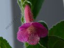 Kohleria Emily Roberts