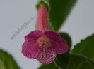 Kohleria Emily Roberts