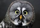 ...da, EU sunt, care-i problema .. ??? !!!