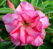 adenium pinky