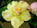 adenium yellow sweet