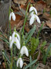 Snowdrops (2013, February 27)