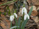 Snowdrops (2013, February 27)