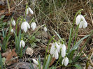 Snowdrops (2013, February 27)
