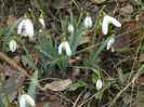 Snowdrops (2013, February 27)
