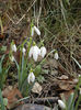 Snowdrops (2013, February 27)