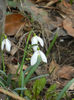 Snowdrops (2013, February 27)
