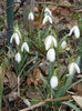 Snowdrops (2013, February 27)