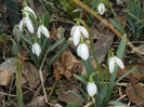 Snowdrops (2013, February 27)