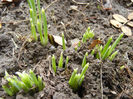 Iris reticulata (2013, February 24)