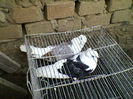 Ady91-0008