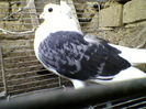 Ady91-0054
