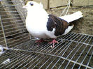 Ady91-0069