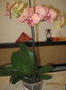 IMG_0002a