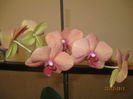 IMG_0003a