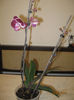 PHALAENOPSIS-reinflorire