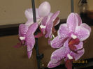 PHALAENOPSIS-reinflorire
