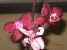 Phalaenopsis I-Hsin Black Jack (Mr.Hyde)