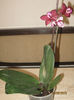 Phalaenopsis I-Hsin Black Jack (Mr.Hyde)