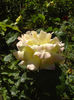 DSC00921