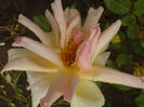 DSC01081