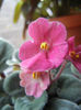 Spectra Color Red Violet (2013, Feb.27)