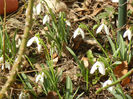 Snowdrops (2013, February 28)