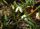 Snowdrops (2013, February 28)
