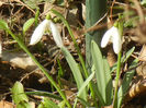 Snowdrops (2013, February 28)