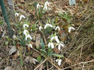 Snowdrops (2013, February 28)