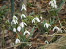 Snowdrops (2013, February 28)