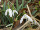 Snowdrops (2013, February 28)