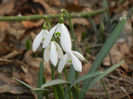 Snowdrops (2013, February 28)