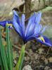 iris reticulata