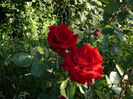 Dame De Coeur